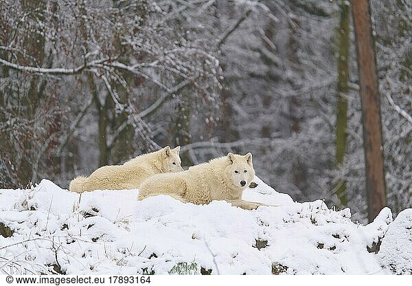 Polarwolf (Canis lupus arctos)  zwei Tiere im Winter liegend  captive