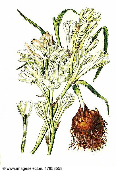 Polianthes tuberosa  Tuberose. Josefstab  Blüte  Pflanze  Historisch  digital restaurierte Reproduktion einer Vorlage aus dem 19. Jahrhundert