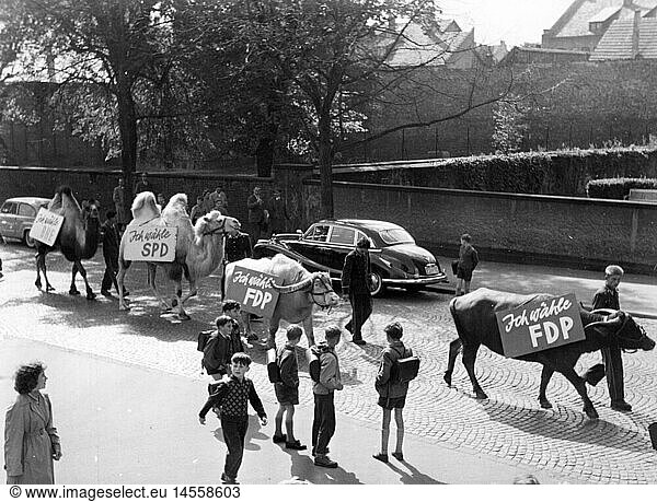 politics  elections  campaign for the Election to the Federal Diet 1957  animals of the circus Krone during the canvassing for the Free Democratic Party (Liberal Democratic Party)  Fulda  1957  water buffalo  water buffalos  camel  camels  Bactrian camel  advertising  Hesse  West Germany  Western Germany  people  spectator  spectators  domestic policy  home policy  1950s  50s  20th century  politics  policy  elections  polls  election campaign  election campaigns  animals  animal  circus  circuses  crown  crowns  parties  political party  historic  historical  children  child  kids  kid  pupil  student  pupils  students
