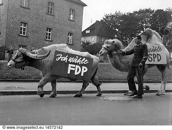 politics  elections  campaign for the Election to the Federal Diet 1957  animals of the circus Krone during the canvassing for the Free Democratic Party (Liberal Democratic Party)  Fulda  1957  water buffalo  water buffalos  camel  camels  dromedary  dromedaries  advertising  Hesse  West Germany  Western Germany  people  man  male  domestic policy  home policy  1950s  50s  20th century  politics  policy  elections  polls  election campaign  election campaigns  animals  animal  circus  circuses  crown  crowns  parties  political party  historic  historical    men