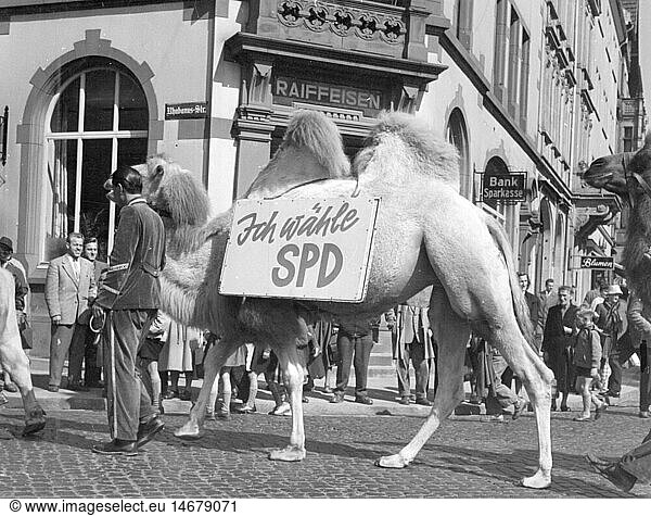 politics  elections  campaign for the Election to the Federal Diet 1957  animals of the circus Krone during the canvassing for the Free Democratic Party (Liberal Democratic Party)  Fulda  1957  camel  camels  Bactrian camel  advertising  Hesse  West Germany  Western Germany  people  spectator  spectators  domestic policy  home policy  1950s  50s  20th century  politics  policy  elections  polls  election campaign  election campaigns  animals  animal  circus  circuses  crown  crowns  parties  political party  historic  historical bactrian