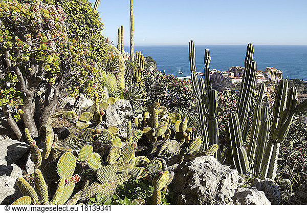 Polka dot Cactus (Opuntia microdasys) and Cereus  Jardin exotique de Monaco