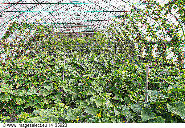 Poly Tunnel with cucumbers and other crops