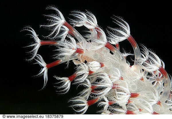 Polyp  Polyp  Sea Feather (Cavernularia)  Detail  Lake Sawu  Pacific Ocean  Komodo National Park  Lesser Sunda Islands  East Nusa Tenggara Province  Komodo Island  Indonesia  Asia
