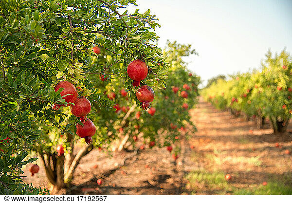pomegranate on the tree. Rosh Hashanah symbol