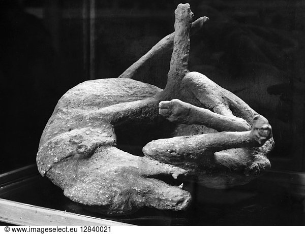 POMPEII: PLASTER CAST. Plaster cast of a dog that fell victim to the ...