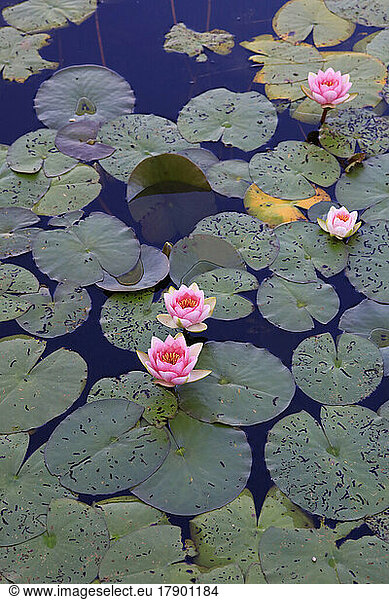Pond filled with water lilies