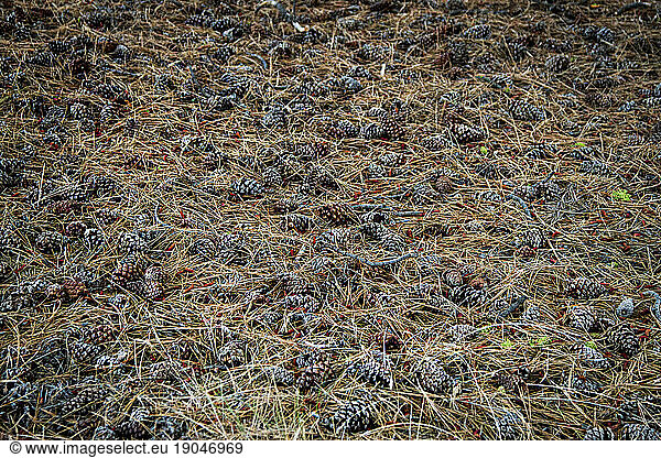 Ponderosa pine cones litter the forest floor at near Missoula