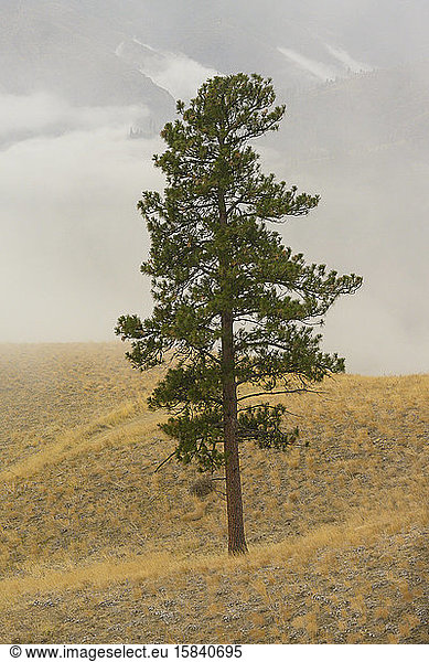 Ponderosa Pine Tree With Fog