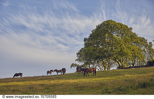 Ponies on farmland with an ash tree in the background  on the edge of the East Okement valley  Dartmoor National Park  Devon  England  United Kingdom  Europe