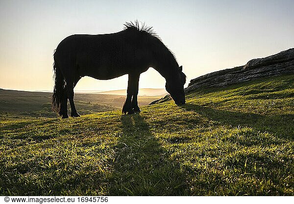 Pony in Dartmoor National Park  Devon  England  United Kingdom