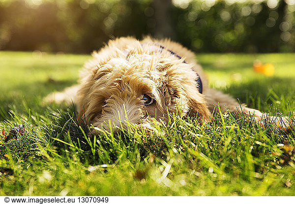 Poodle relaxing on grassy field