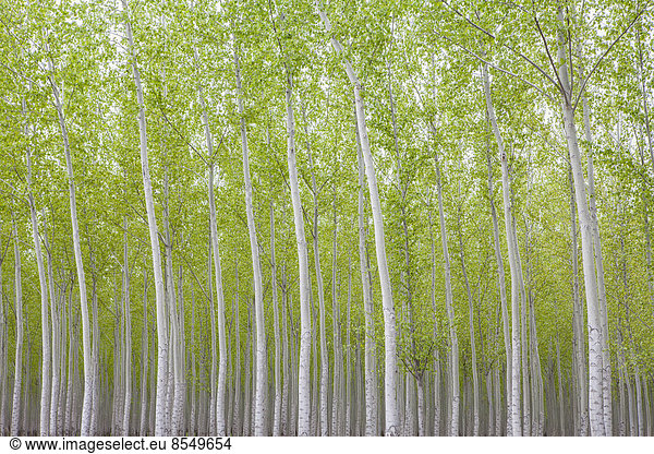 Poplar tree plantation  a tree nursery. Slender white trunks. Oregon  USA