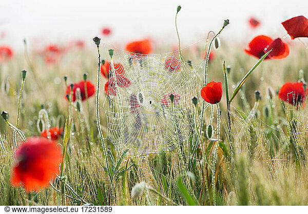Poppies and cobwebs on grasses in the early morning
