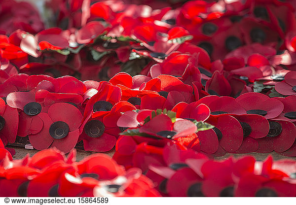 Poppies at War Memorial  London  England  United Kingdom  Europe