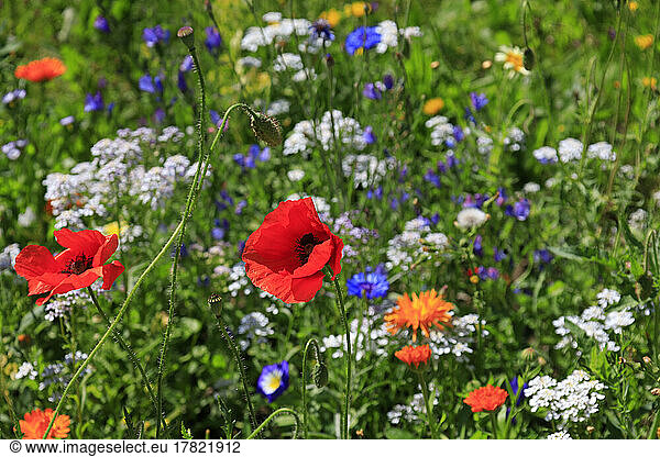 Poppies blooming in colorful summer meadow