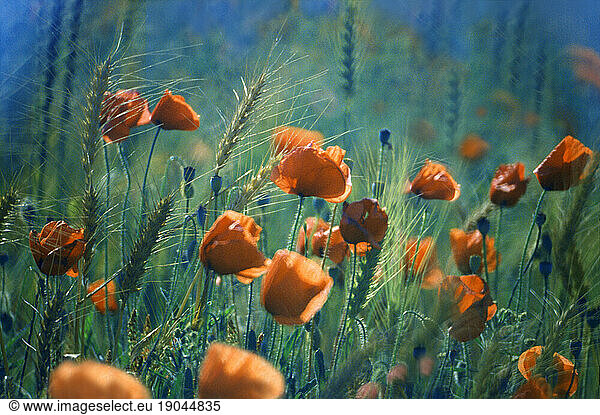 Poppies  field in Provence