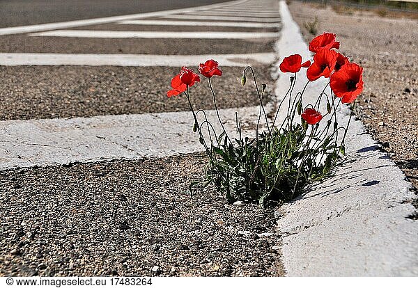 Poppies in asphalt road  poppies on roadside  poppies grow out of asphalt  poppies in asphalt  poppies growing on road  asphalt damage  Andalusia  Spain  Europe