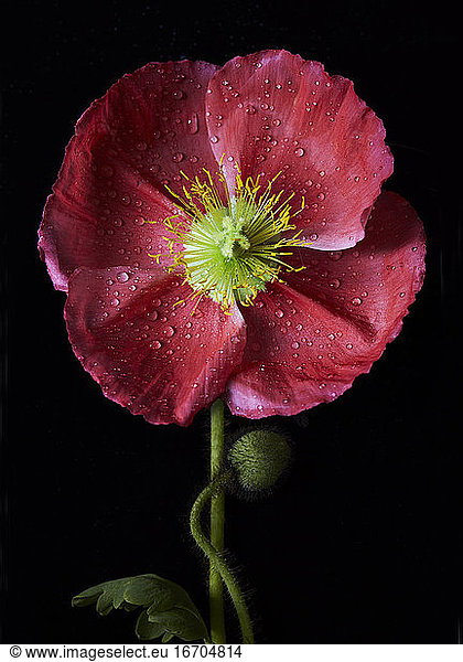 Poppy Bloom Detail on Black with Water Drops