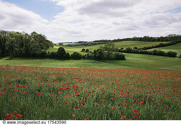 Poppy field and green hills