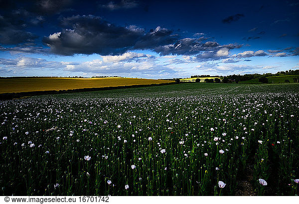 Poppy Field  Yellow Field  Dramatic Sky