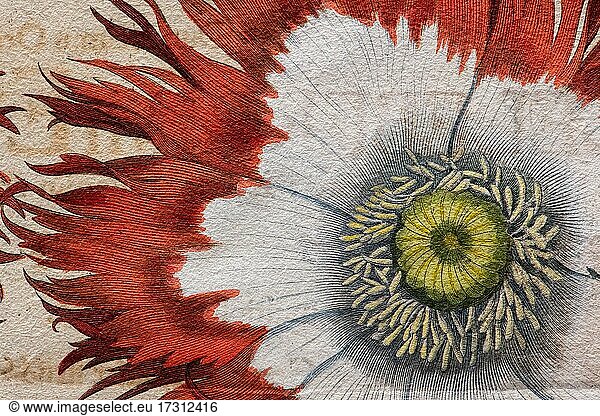 Poppy (Papaver)  detail hand-coloured copper engraving by Basilius Besler  from Hortus Eystettensis  1613