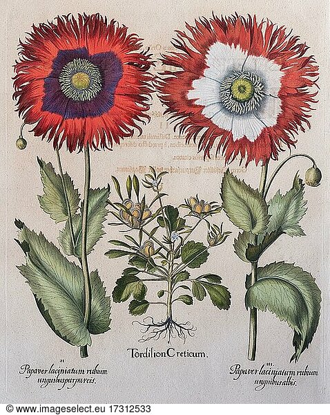Poppy (Papaver)  hand-coloured copper engraving by Basilius Besler  from Hortus Eystettensis  1613