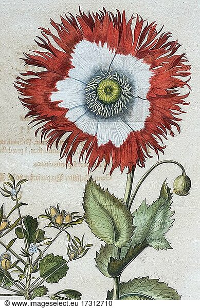 Poppy (Papaver)  hand-coloured copper engraving by Basilius Besler  from Hortus Eystettensis  1613