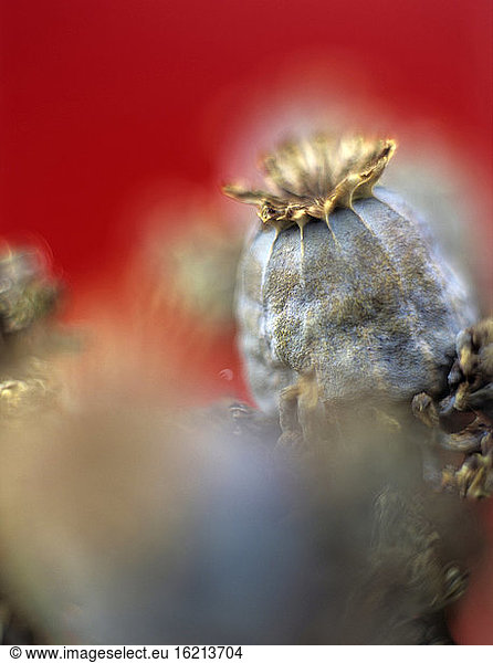 Poppy seed heads  close-up