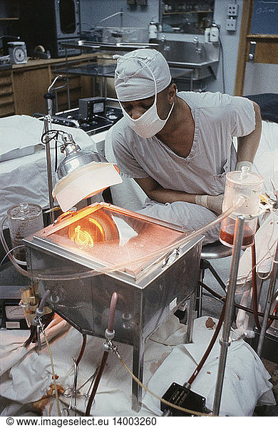 Porcine Liver Perfusion  c. 1960s