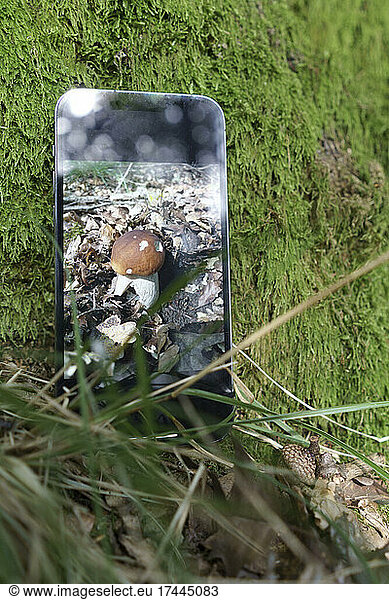 Porcini mushroom's photograph on mobile phone