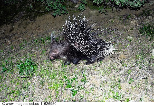 Porcupine,  southern Italy,  Calabria,  Italiy,  Europe.