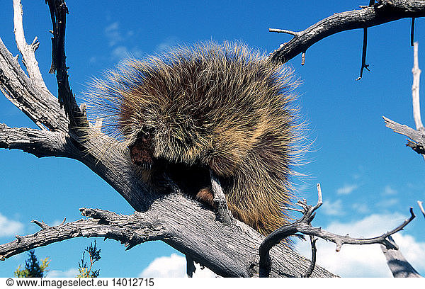 Porcupine