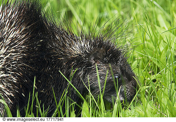Porcupine  Erethizon Dorsatum  Forillon National Park  Quebec