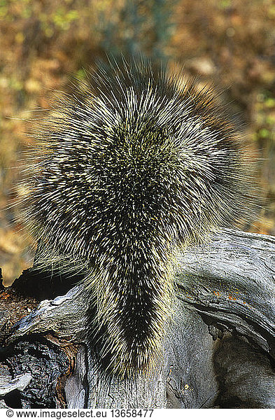 Porcupine (Erethizon dorsatum). View from behind showing quills. Montana.