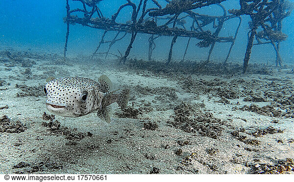 porcupine fish close to Koh Tao