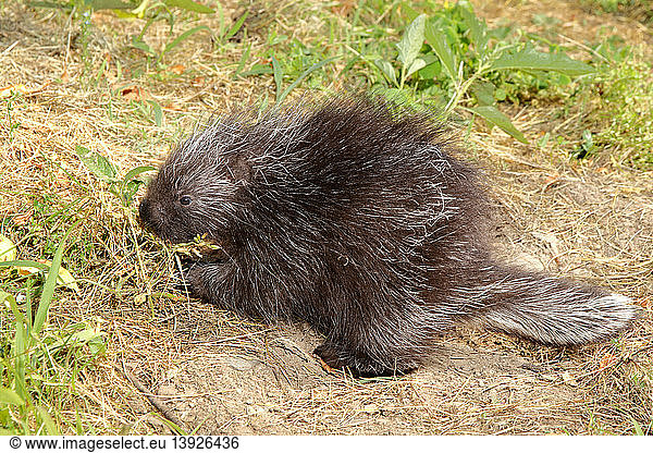Porcupine in the grass