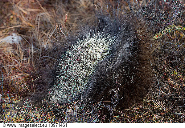 Porcupine raises quills