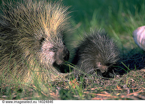 Porcupine with young