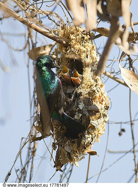 Porphyrnektarvogel mit Nest