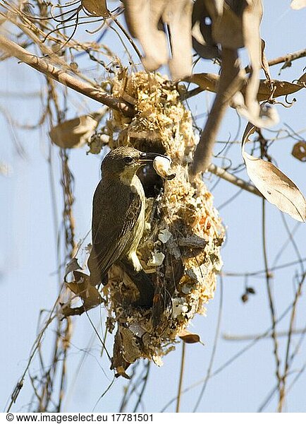 Porphyrnektarvogel mit Nest  Kotpaeckchen