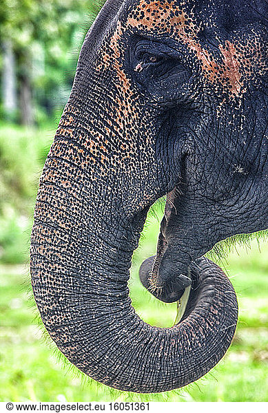 Porträt des Asiatischen Elefanten (Elephas maximus)