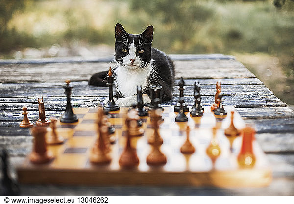 Porträt einer auf einem Holztisch sitzenden Katze mit Schachfiguren im Vordergrund im Hinterhof