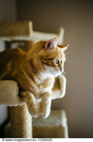 Porträt einer braunen Katze  die sich auf einem Kratzbaum ausruht