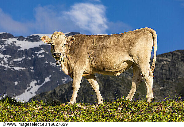 Porträt einer braunen Kuh mit Kuhglocke  die im Freien vor Bergen steht