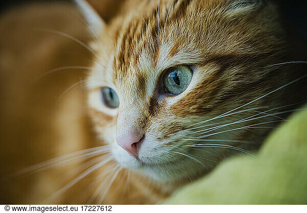 Porträt einer braunen süßen Katze