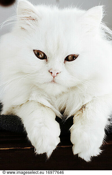 Porträt einer flauschigen weißen Katze