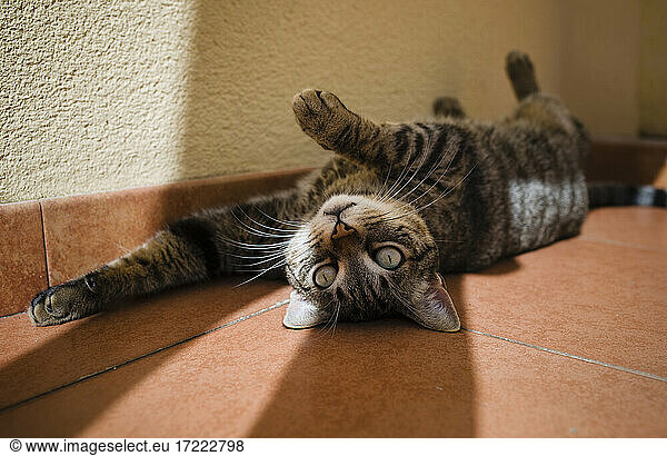 Porträt einer grauen Katze  die sich auf einem gefliesten Boden ausruht