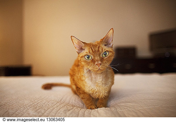 Porträt einer Katze  die zu Hause auf dem Bett sitzt
