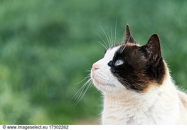 Porträt einer Katze mit Blick auf den Himmel isoliert auf Outdoor-Hintergrund.
